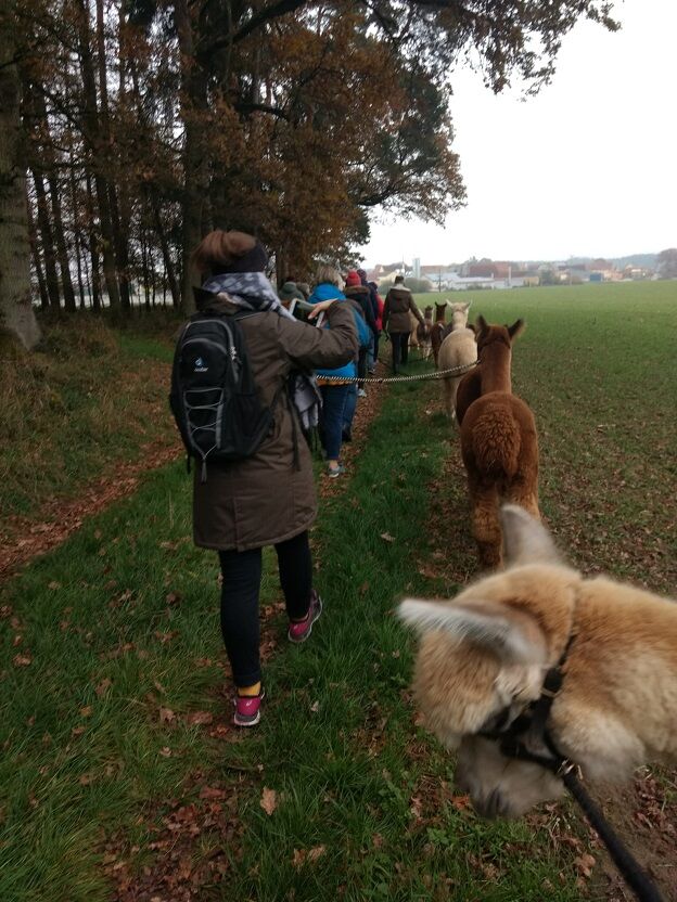 9. Wanderung mit Alpakas